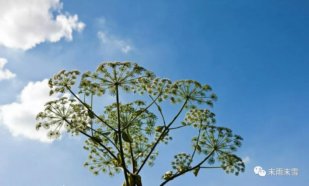 那些绝美的中药,那些你不知道的绝美中药