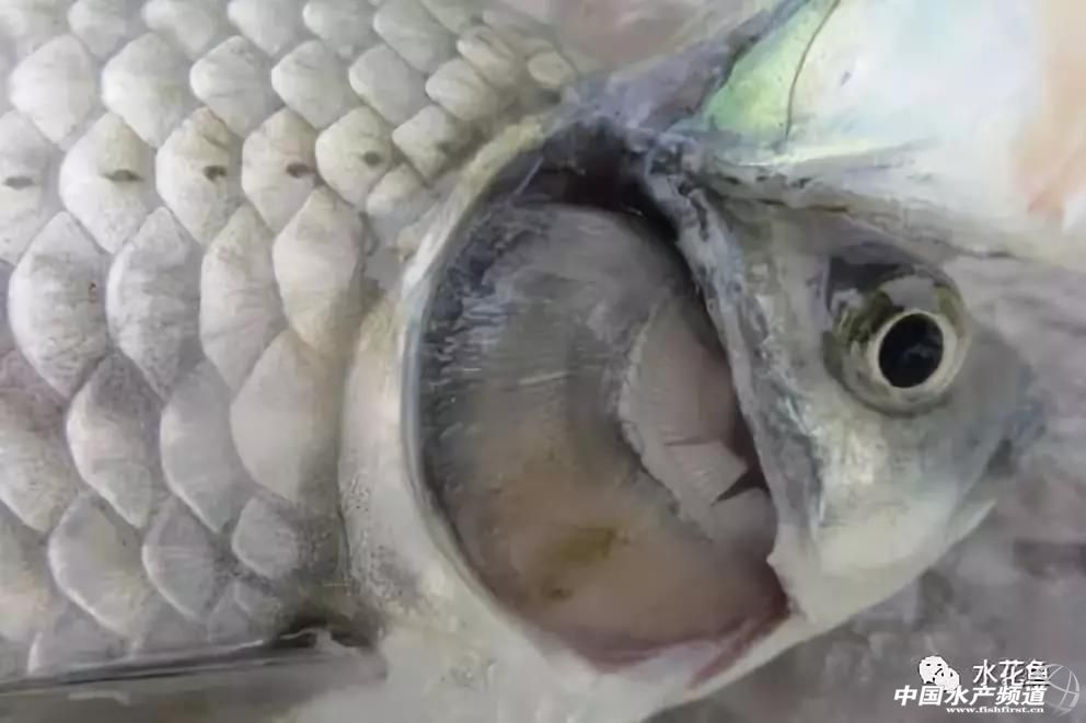 先除虫还是先打疫苗,先杀虫还是先灭菌