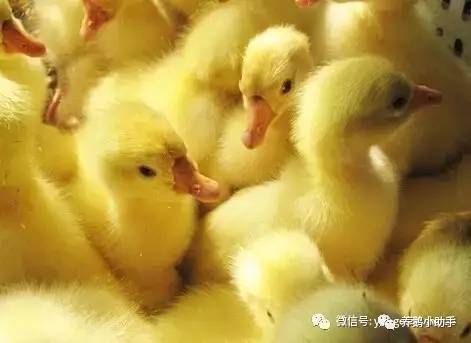 今日全国鹅苗价格行情,今年鹅苗价格市场行情