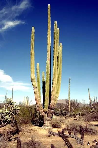 植物界中的世界之最,植物界的吉尼斯阅读题