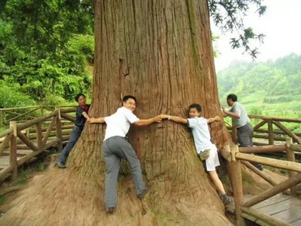 植物界中的世界之最,植物界的吉尼斯阅读题