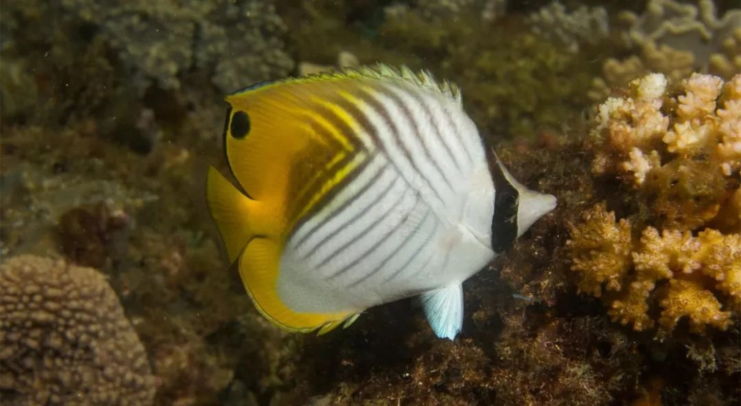 海水小百科—人字蝶