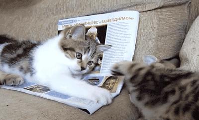 如何解决猫咪铲屎问题,当铲屎官犯二时猫咪在想什么