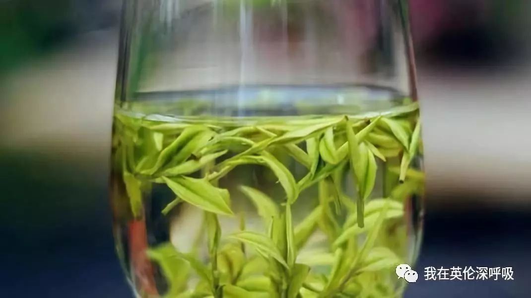 「艺陶茶馨」（绿茶篇）绿茶是又一个网络词汇受害者不过「绿茶婊」中用绿茶形容清纯雅致倒是不错