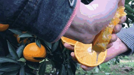 小心“柑”！桔子中的“爱马仕”即将空降义乌（粉丝专享价，仅预售两天！）