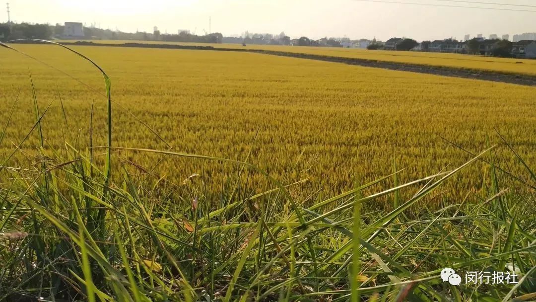 快，换上跑鞋，到上海最美林荫道中，参加欢乐嘉年华！