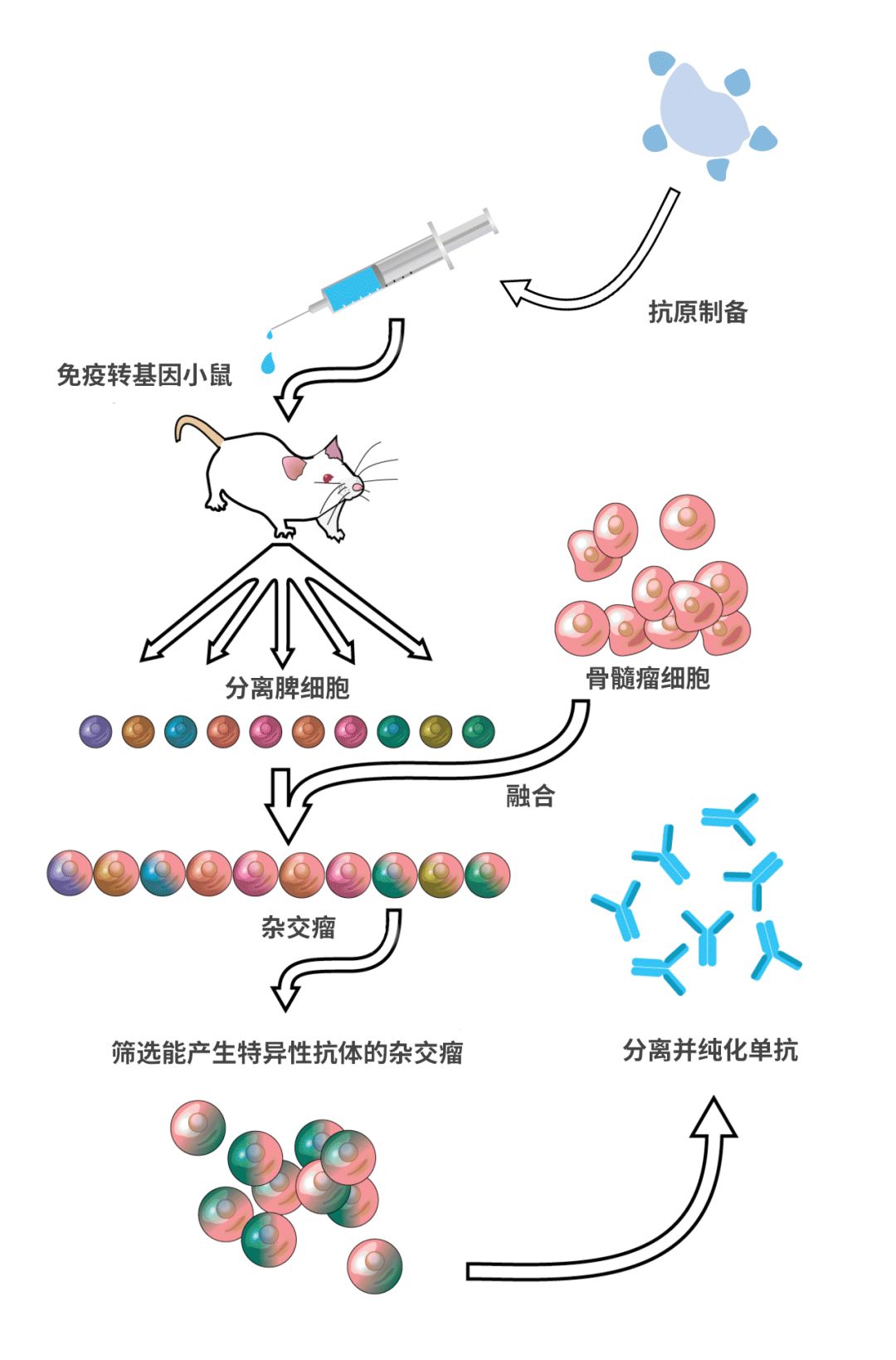 深度解密：PD-1战国时代，如何从单抗的结构和临床前药物特征，评价PD-1单抗的整体性能