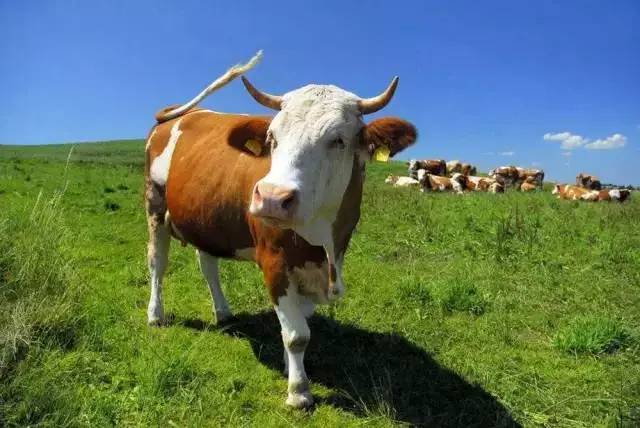 养殖猪牛羊鸡鸭鹅哪个利润最好,鸡鸭鹅养殖哪个更赚钱