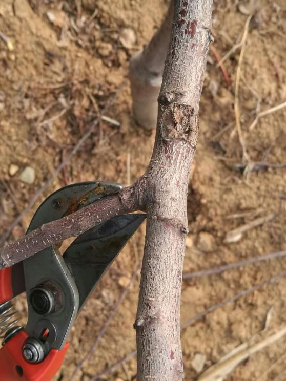 果树修剪技术剪枝时间,果树修剪技术多长时间能出果