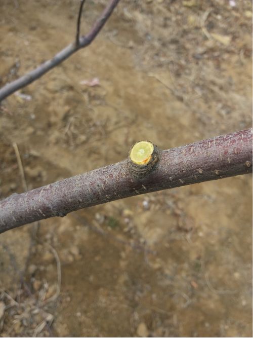 果树修剪技术剪枝时间,果树修剪技术多长时间能出果