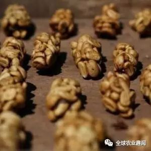 养这种猫偷偷发大财，猫便便卖到高档咖啡馆，居然有人喜欢！