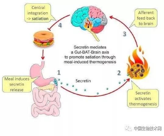 饱腹感：来自肠道激素对褐色脂肪的作用