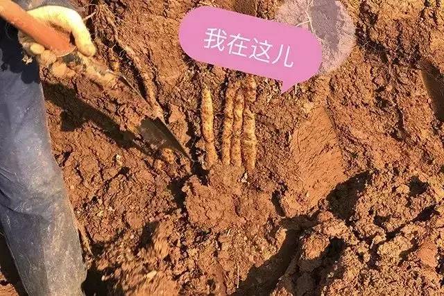 铁棍山药怎么做孩子们喜欢吃,什么样的铁棍山药好吃又营养