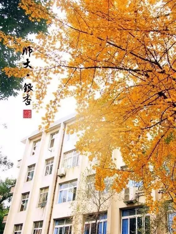 成都锦江边最漂亮的银杏,成都银杏美图