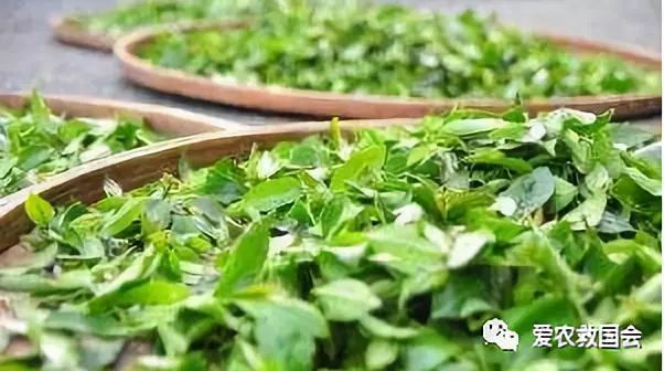 花*功香**夫红茶研究（二）