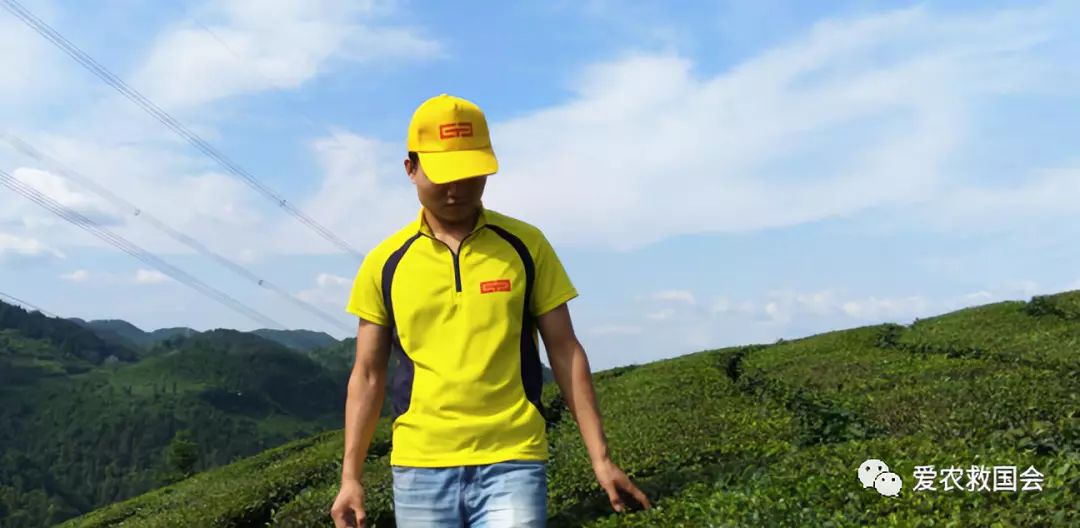 花*功香**夫红茶研究（二）