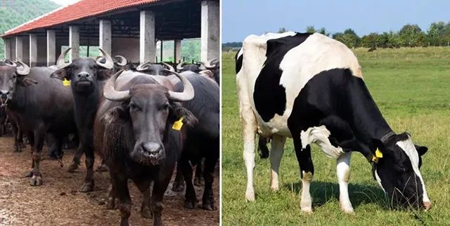 一条拼团｜“百菲酪”水牛奶，日东红茶经典奶茶