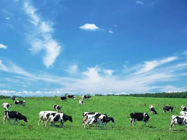 一条拼团｜“百菲酪”水牛奶，日东红茶经典奶茶