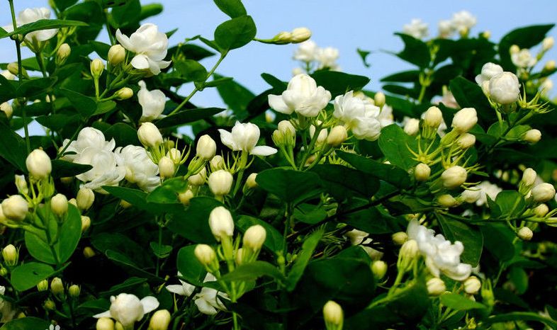 三品一标农产品有哪些,农产品三品一标认证是什么