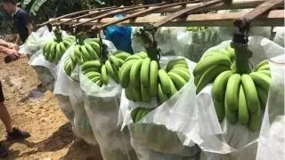 三品一标农产品有哪些,农产品三品一标认证是什么