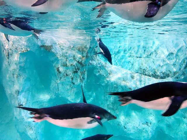 长隆珠海海洋王国网红打卡,珠海长隆海洋王国哪里买门票便宜