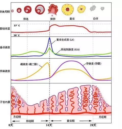 异地恋、姐弟恋陆续见光死，女人如何掌舵成为幸福操盘手？