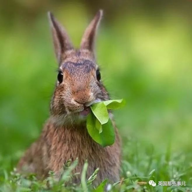 兔兔这么可爱为什么要吃它,兔兔这么可爱为什么要吃兔兔呢