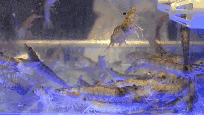 ￥238/位——“爱尔兰生蚝+15种海鲜”畅吃，还送波龙！乐队表演周末哈根达斯！这家希尔顿旗下酒店颠覆吃货想象！