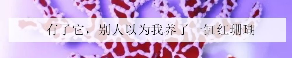 海水小百科紫月神仙鱼,海水小百科扁脑珊瑚