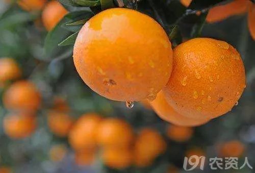 桔子柑橘分几种,秋天熟的柑橘什么品种