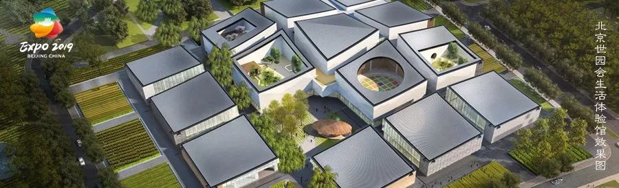 「百草园」芳香之息不减神奇药效——裂叶荆芥（八十四）