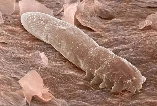 luna平价替代品,平价版的luna