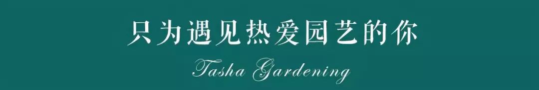 微型睡莲的品种及图片介绍,冬季适合种植的睡莲