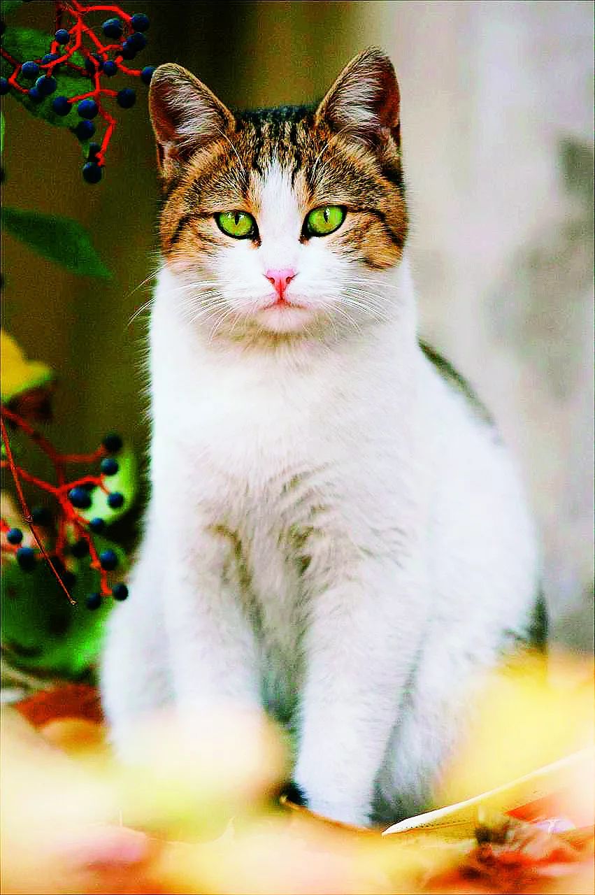 猫咪眼睛的疾病是怎么治疗的,猫咪眼睛的疾病怎么治疗