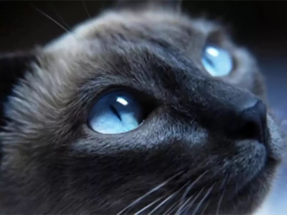 猫咪眼睛的疾病是怎么治疗的,猫咪眼睛的疾病怎么治疗