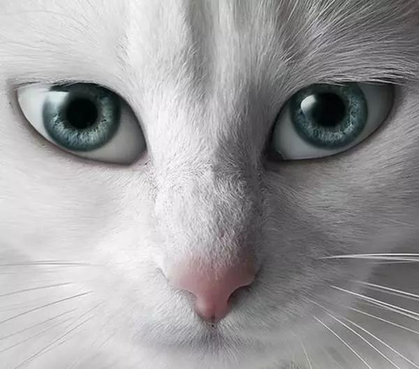 猫咪眼睛的疾病是怎么治疗的,猫咪眼睛的疾病怎么治疗