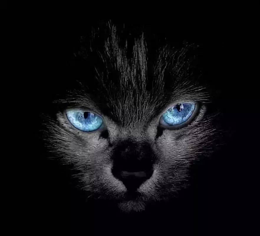 猫咪眼睛的疾病是怎么治疗的,猫咪眼睛的疾病怎么治疗