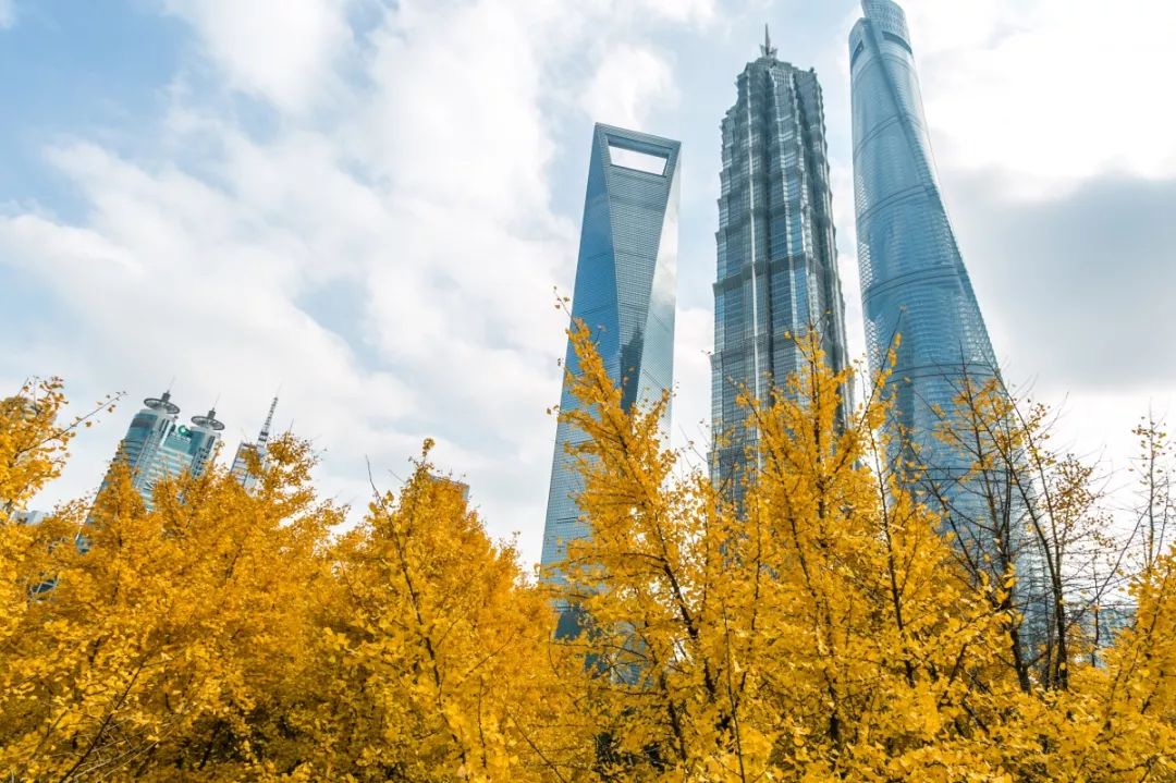 银杏打卡景点,成都周边打卡最美银杏观赏地