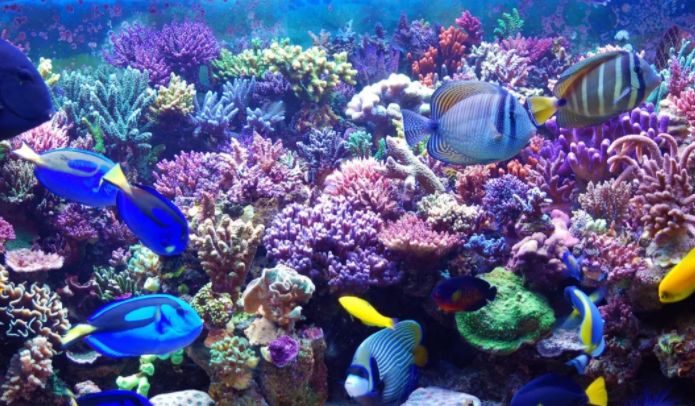 日常鱼缸维护注意事项大全,大型鱼缸维护十大技巧