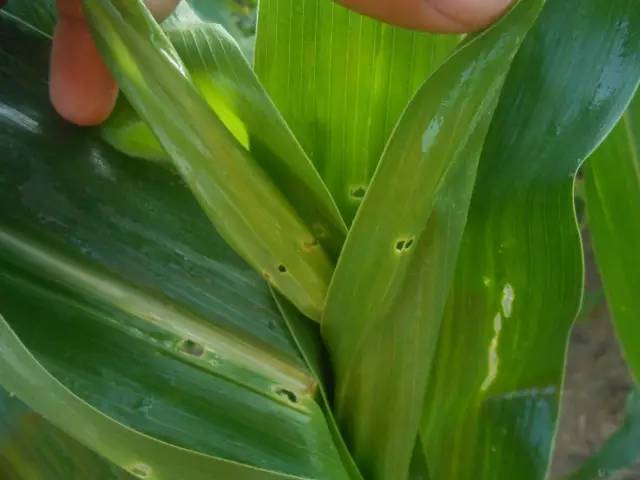 玉米叶片有黄点咋治,玉米叶片有黄色的小点怎么回事