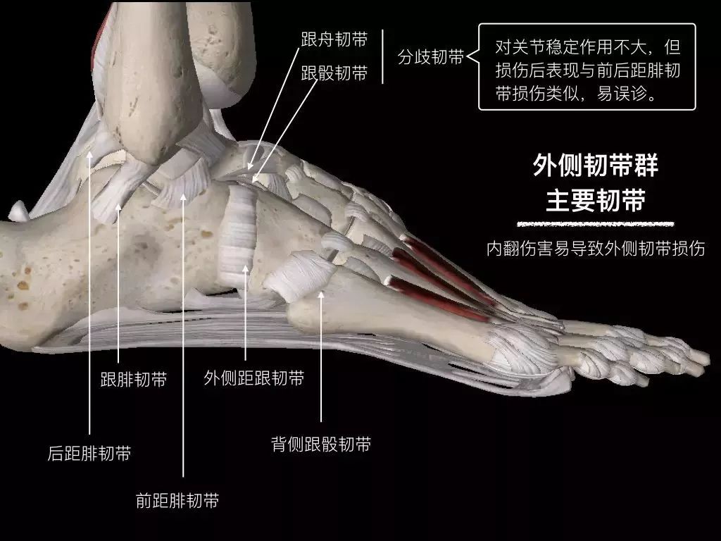 踝关节韧带核磁断层解剖图,踝关节外侧副韧带的功能解剖
