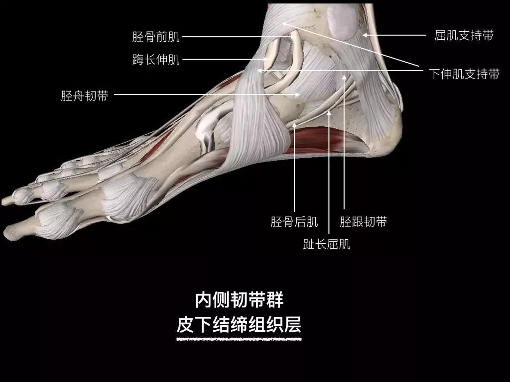 踝关节韧带核磁断层解剖图,踝关节外侧副韧带的功能解剖