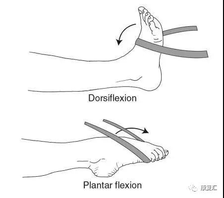 踝关节韧带核磁断层解剖图,踝关节外侧副韧带的功能解剖