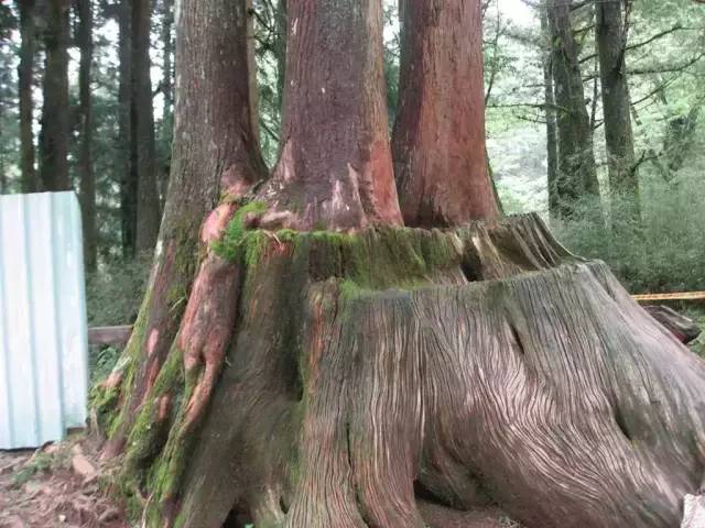 植物界中的世界之最,植物界的吉尼斯阅读题