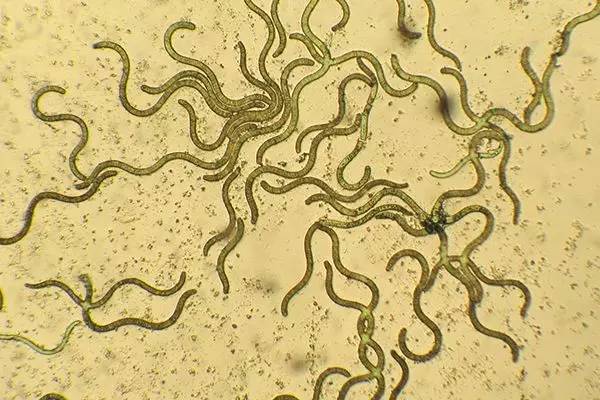 植物界中的世界之最,植物界的吉尼斯阅读题