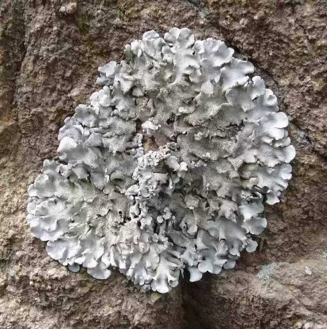 植物界中的世界之最,植物界的吉尼斯阅读题