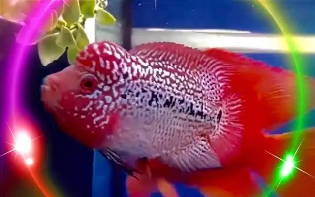 硝化细菌日常维护多久添加一次,硝化细菌添加在水里还是在滤材里