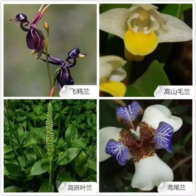 春夏季开花的兰花种类大全,花期比较长的兰花有哪几种