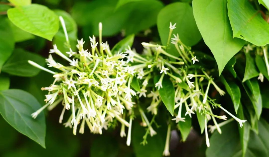 记忆里的那些花儿｜夜来香，我为你思量……