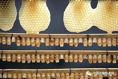 蜂王浆的神奇故事,蜂王浆神奇的吃法